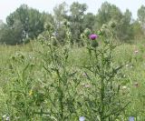 Cirsium vulgare. Расцветающие растения на лугу. Восточный Казахстан, Глубоковский р-н, окр. с. Бобровка, луг. 31.07.2012.