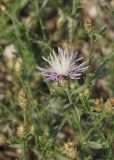 Centaurea diffusa. Побеги с распустившимся и нераспустившимися соцветиями. Восточный Казахстан. г. Усть-Каменогорск, на стадионе, в 300 м от правого берега р. Иртыш. 30.07.2013.