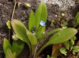 Myosotis sparsiflora. Верхняя часть цветущего растения. Украина, г. Запорожье, о-в Хортица, северо-западный берег. 05.04.2014.