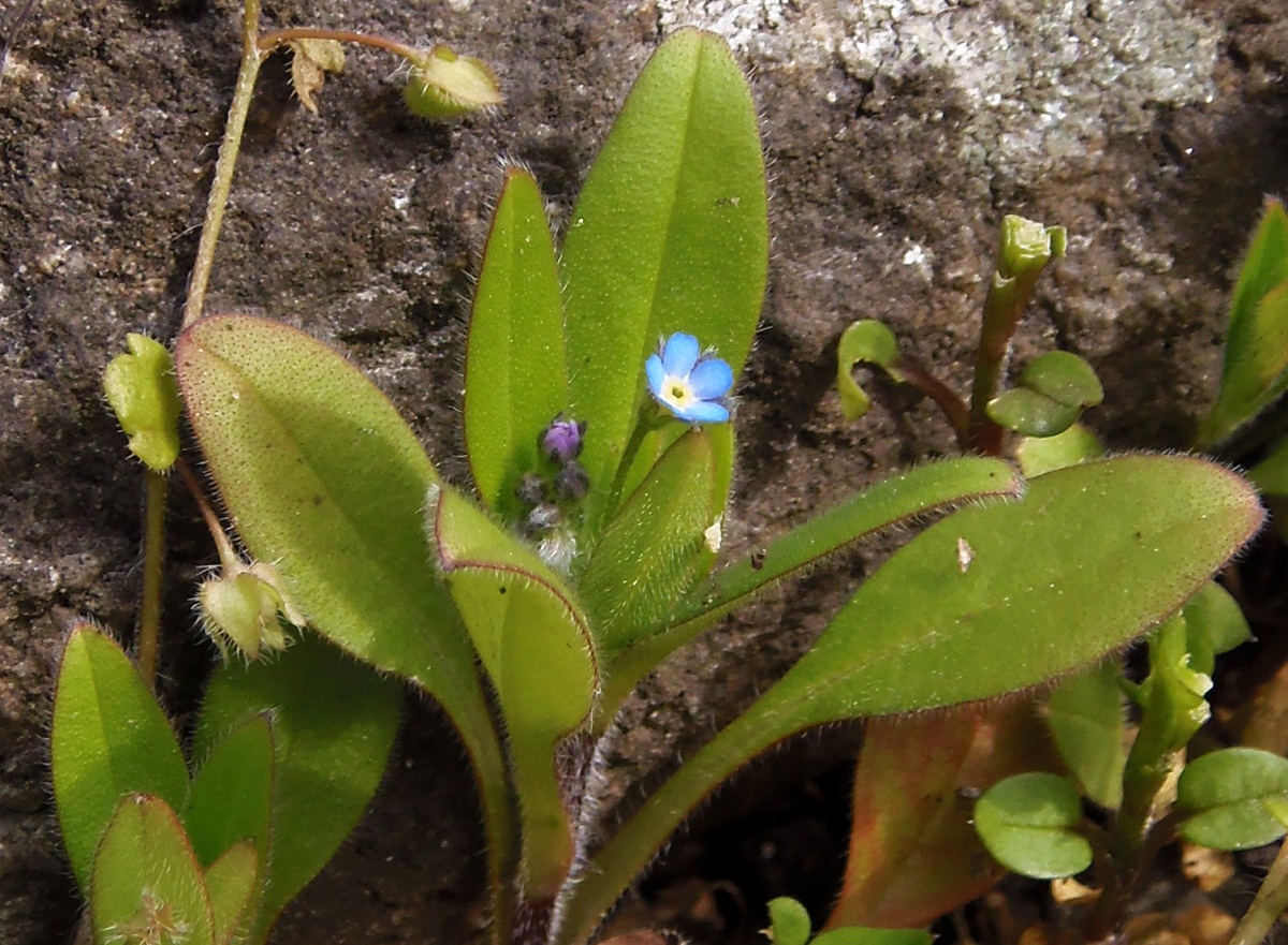 Image of Myosotis sparsiflora specimen.