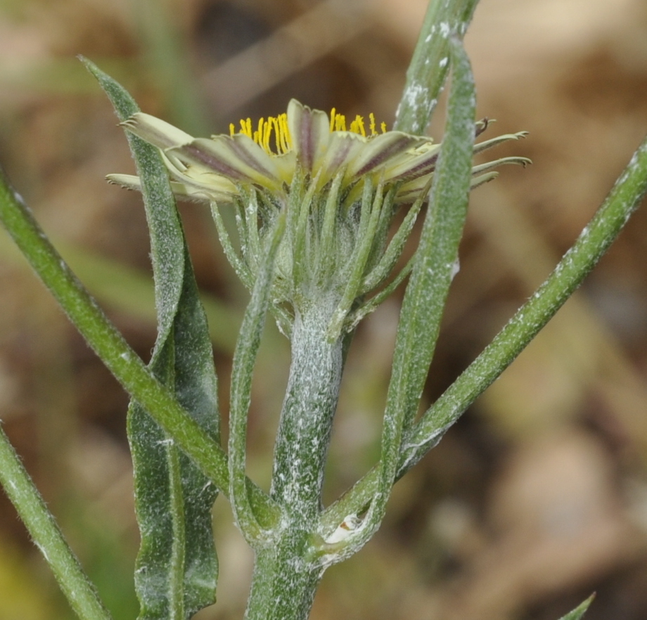 Изображение особи Tolpis umbellata.