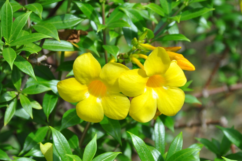 Image of Allamanda cathartica specimen.