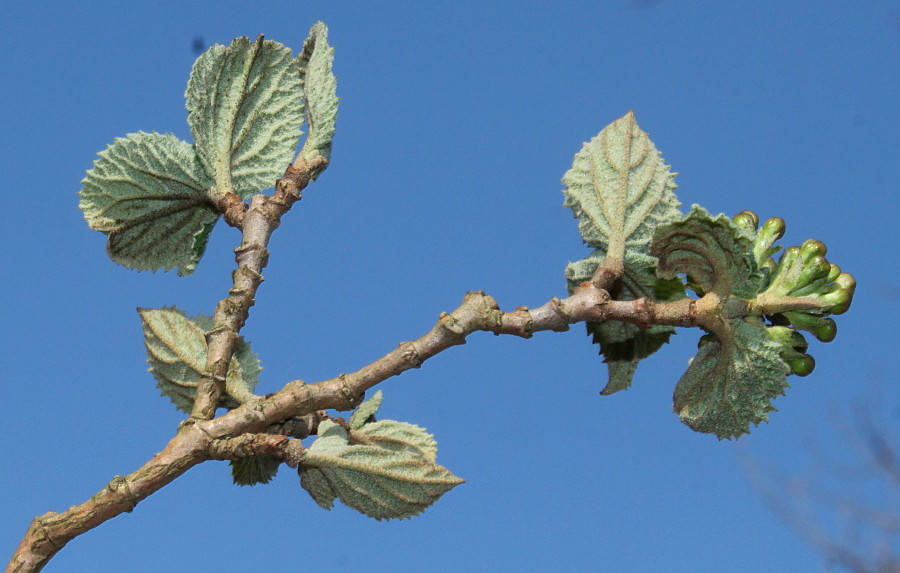 Изображение особи Viburnum carlesii.