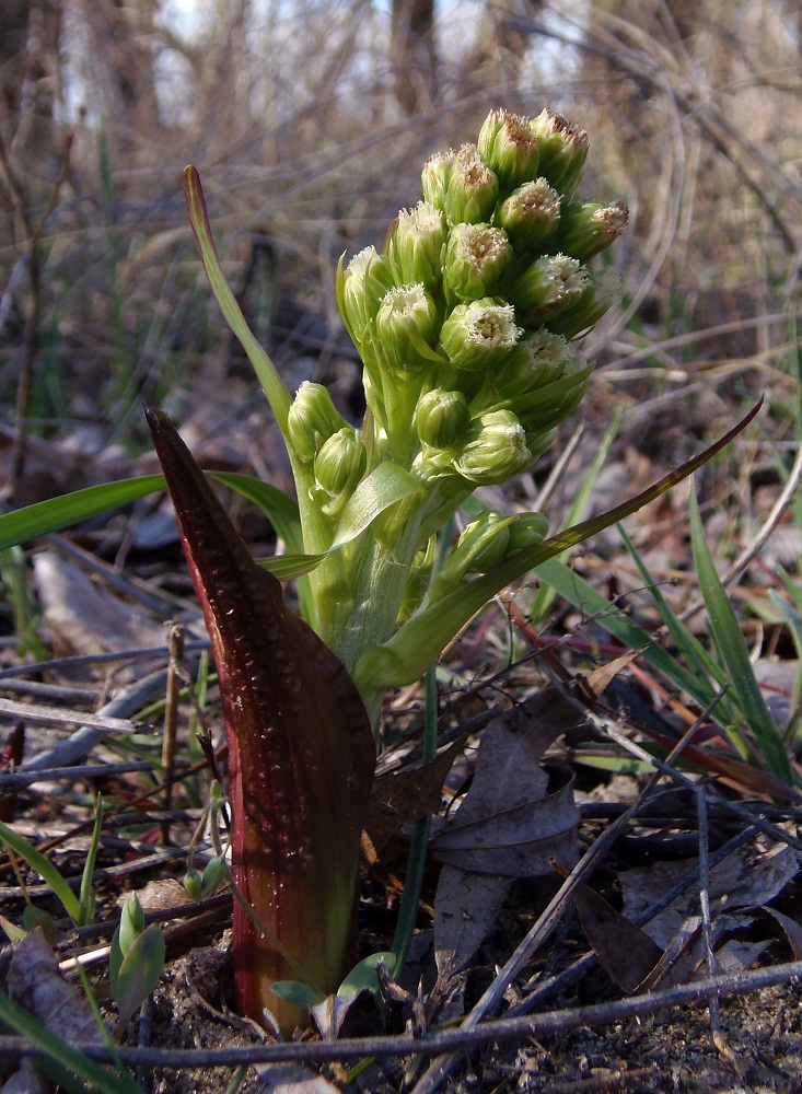 Изображение особи Petasites spurius.