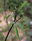 Psoralea bituminosa