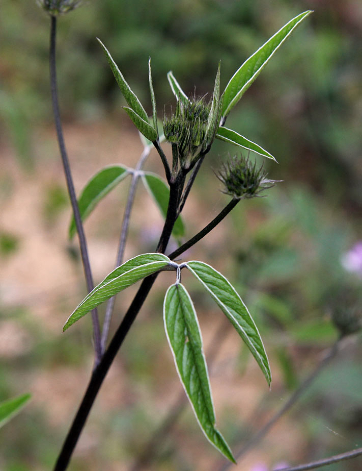 Изображение особи Psoralea bituminosa.