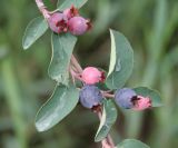 Amelanchier ovalis