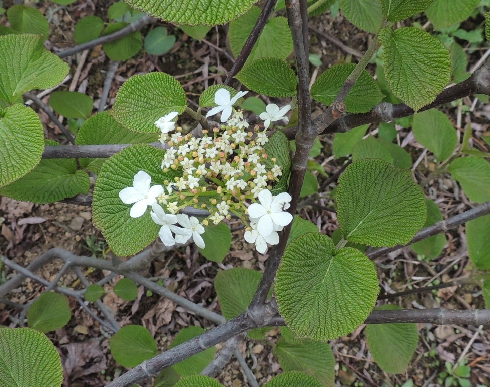 Image of Viburnum furcatum specimen.