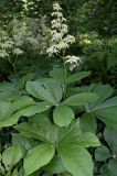 Rodgersia aesculifolia