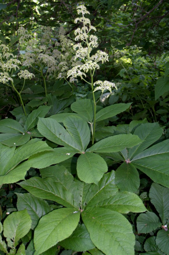 Изображение особи Rodgersia aesculifolia.