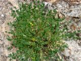Astragalus nuratensis. Цветущее растение. Узбекистан, Нуратинские горы, северный склон хр. Актау, на скалах. 10.05.2013.