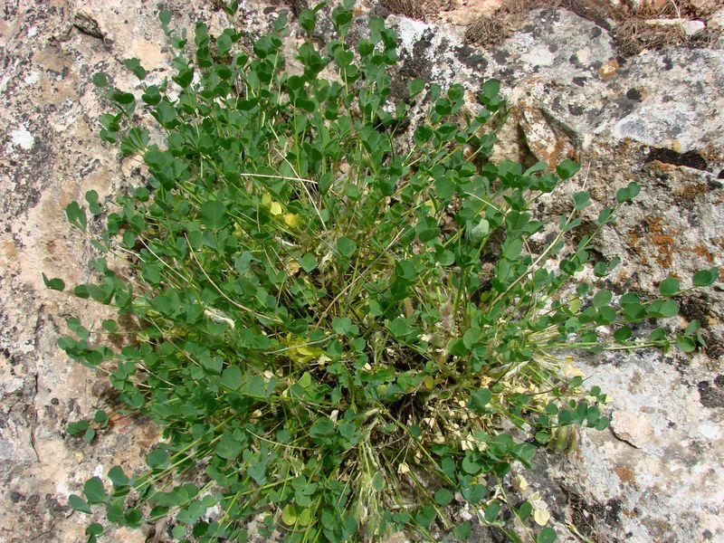 Изображение особи Astragalus nuratensis.