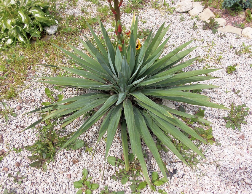 Image of Yucca filamentosa specimen.