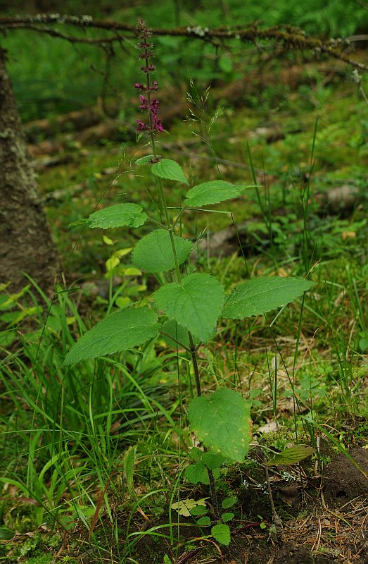 Image of Stachys sylvatica specimen.