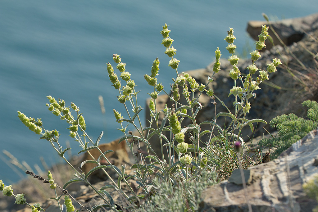 Image of Sideritis euxina specimen.
