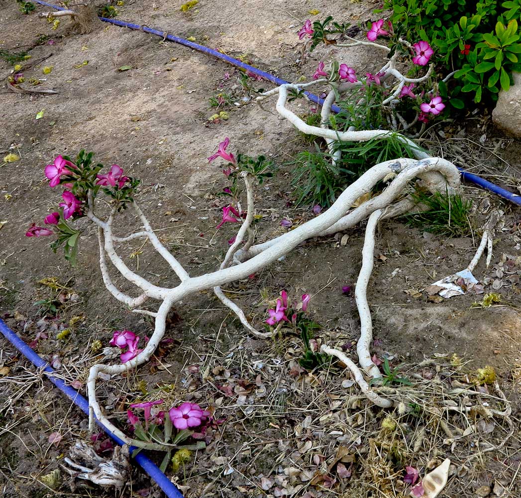 Image of Adenium obesum specimen.