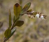 Chamaedaphne calyculata