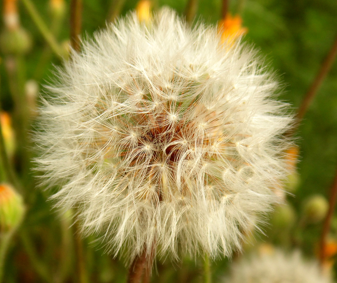 Image of Crepis rhoeadifolia specimen.