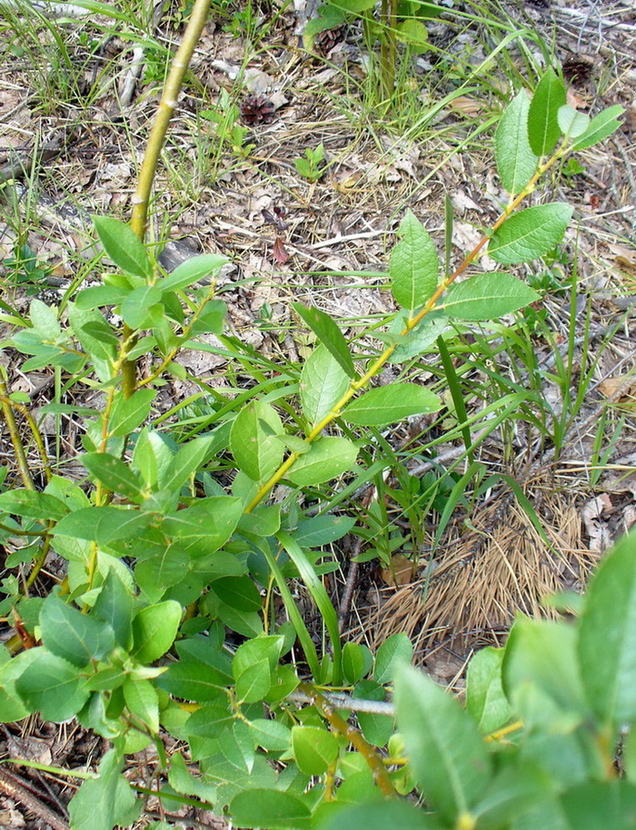 Image of Salix myrsinifolia specimen.