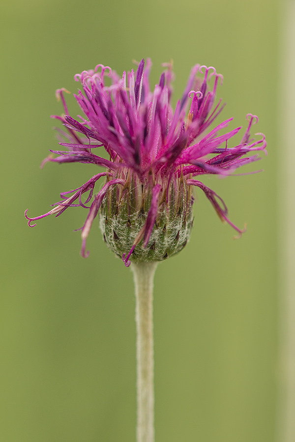 Image of genus Jurinea specimen.