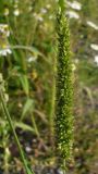 Setaria viridis