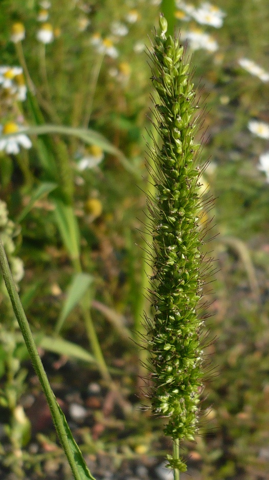 Image of Setaria viridis specimen.