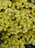 genus Achillea. Средняя часть соцветия. Германия, г. Дюссельдорф, Ботанический сад университета. 03.07.2014.