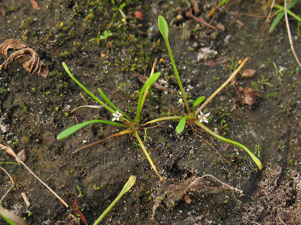 Image of Limosella aquatica specimen.