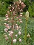 Eremurus aitchisonii. Соцветие. Узбекистан, г. Ташкент, Ботанический сад им. Ф.Н. Русанова. 13.04.2008.