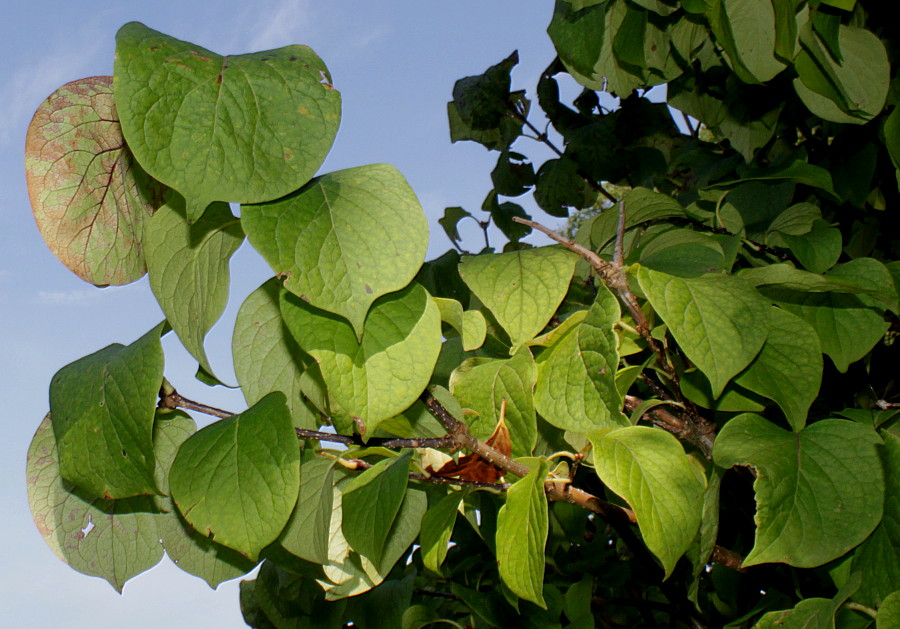 Изображение особи Syringa reticulata.