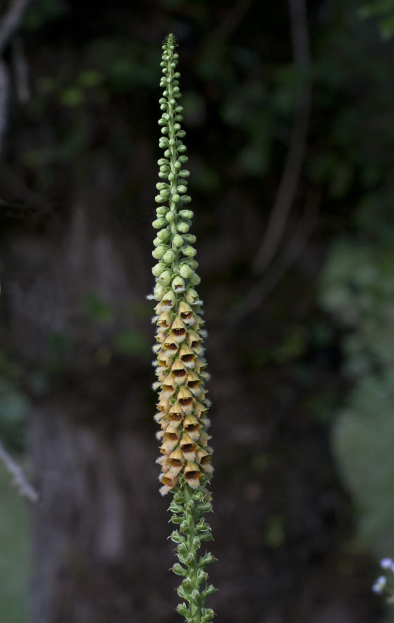 Изображение особи Digitalis schischkinii.