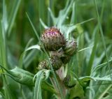 Cirsium heterophyllum