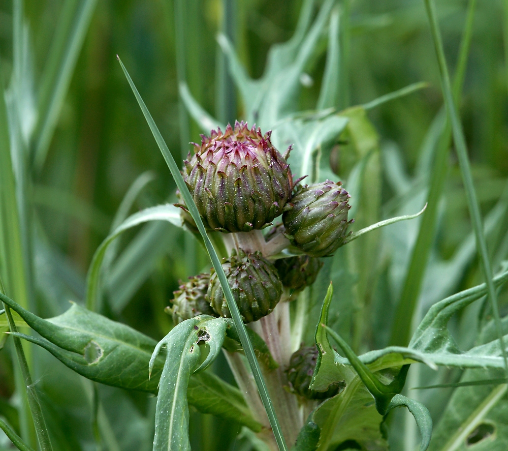 Image of Cirsium heterophyllum specimen.