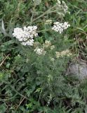 Achillea nobilis. Цветущее растение. Карачаево-Черкесия, гора Шоана. 27.07.2014.