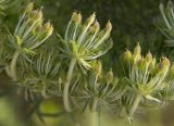 Daucus carota