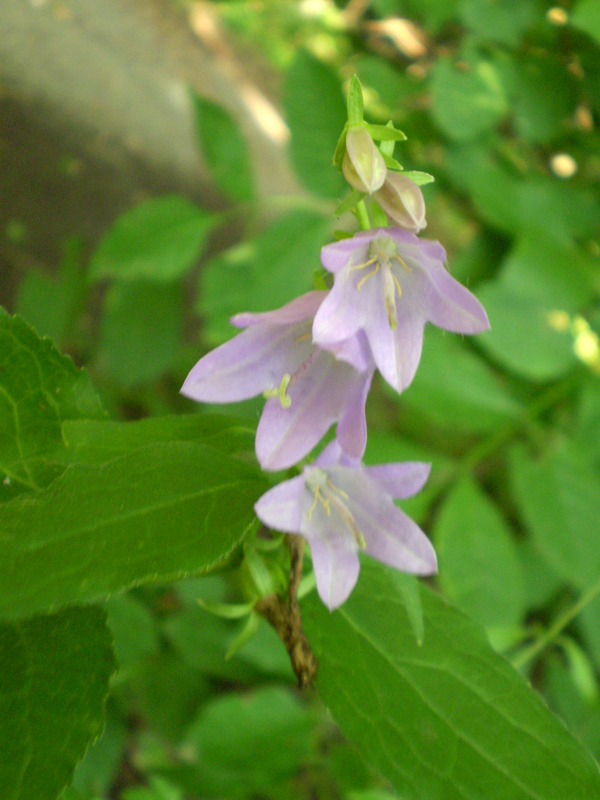 Изображение особи Campanula trachelium.