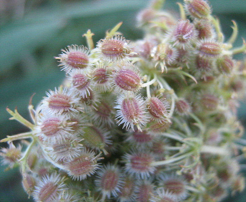 Изображение особи Daucus carota.