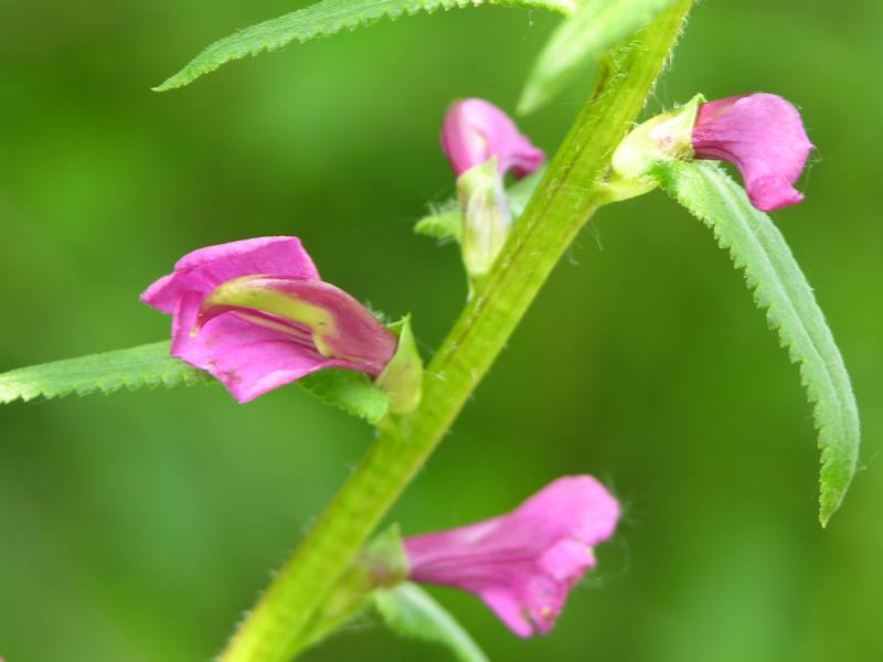 Изображение особи Pedicularis resupinata.