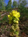 Verbascum thapsus