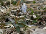 Corydalis ambigua