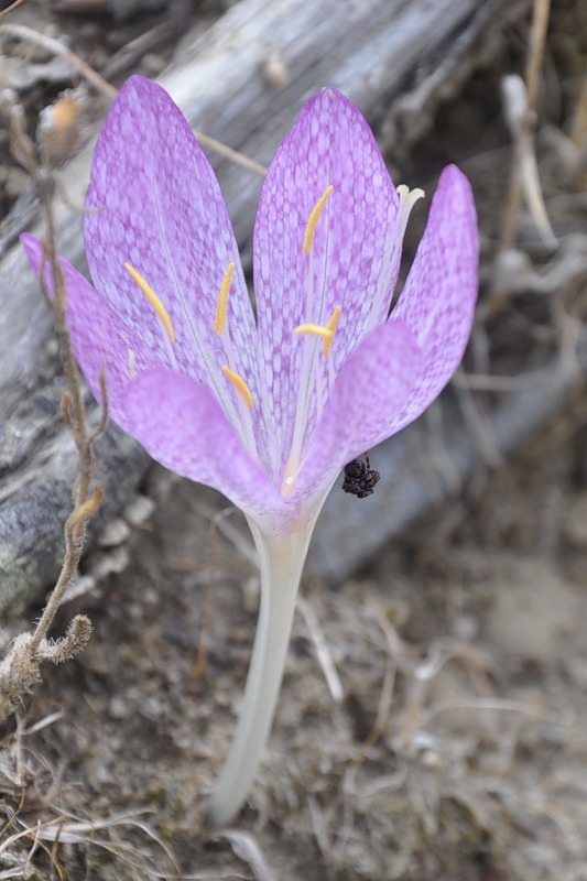 Image of Colchicum bivonae specimen.