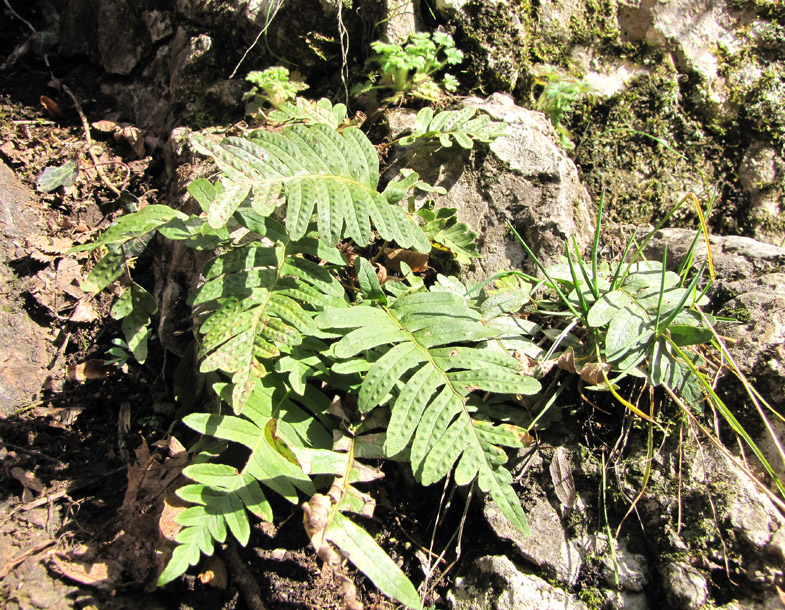 Image of Polypodium vulgare specimen.