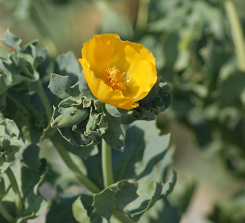 Изображение особи Glaucium flavum.