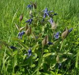 Clematis integrifolia