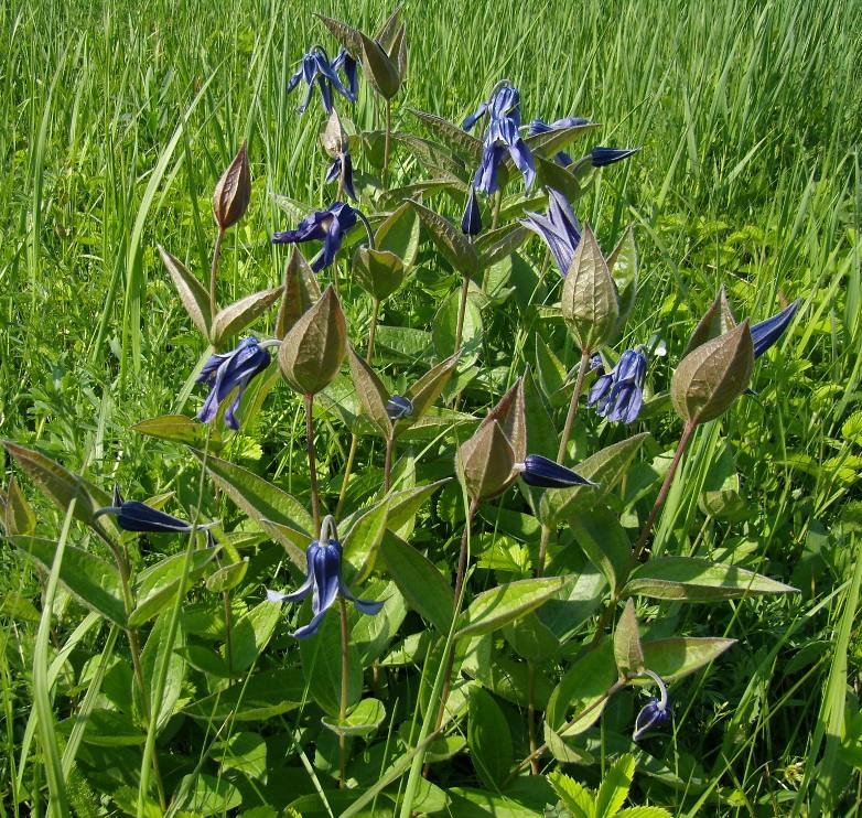 Изображение особи Clematis integrifolia.
