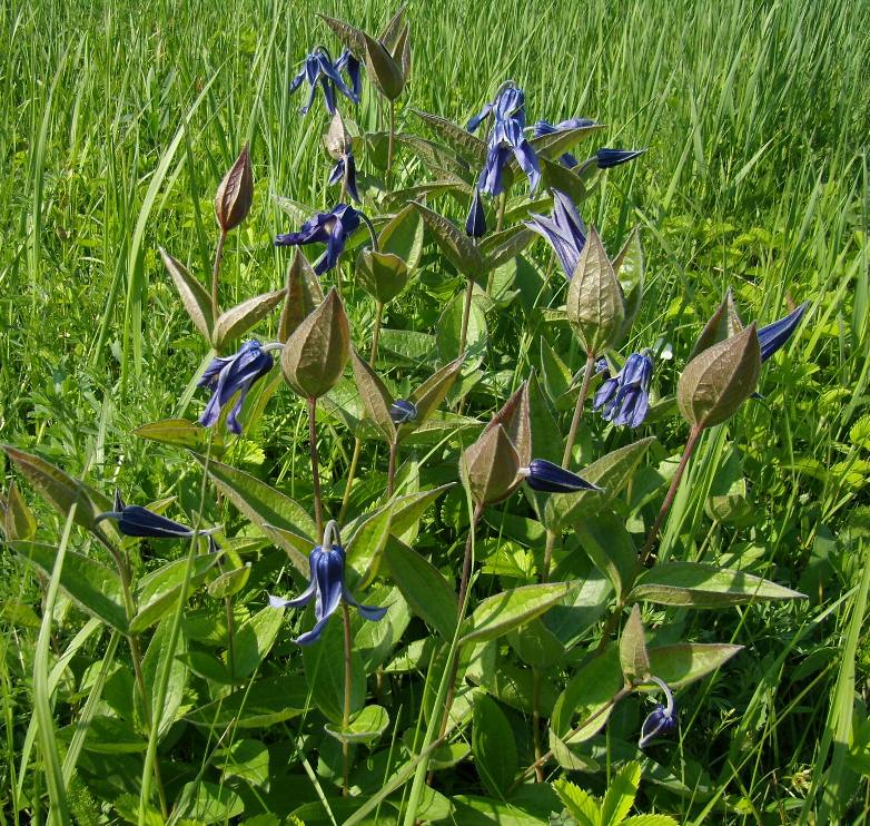 Image of Clematis integrifolia specimen.