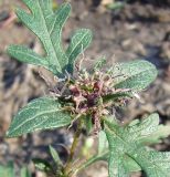 Ambrosia artemisiifolia. Верхушка побега с женскими соцветиями. Краснодарский край, Кущёвский р-н, станица Шкуринская. 15.10.2009.