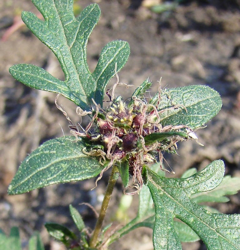 Image of Ambrosia artemisiifolia specimen.