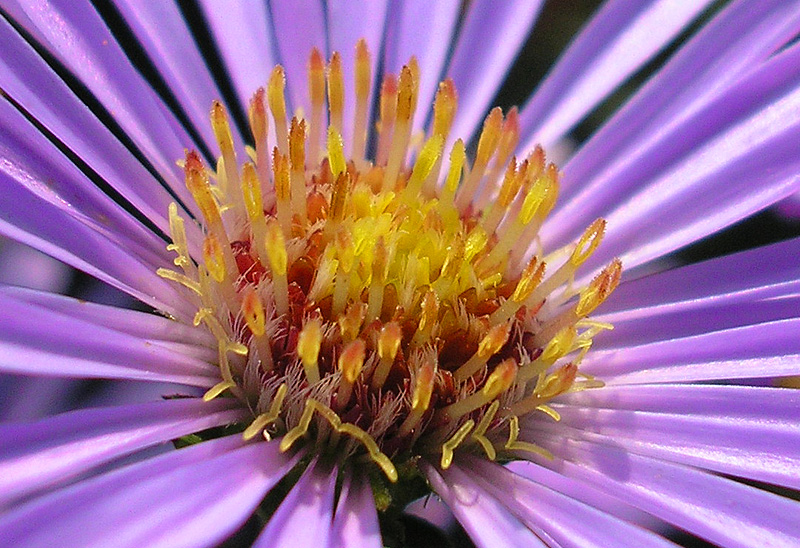 Image of genus Symphyotrichum specimen.