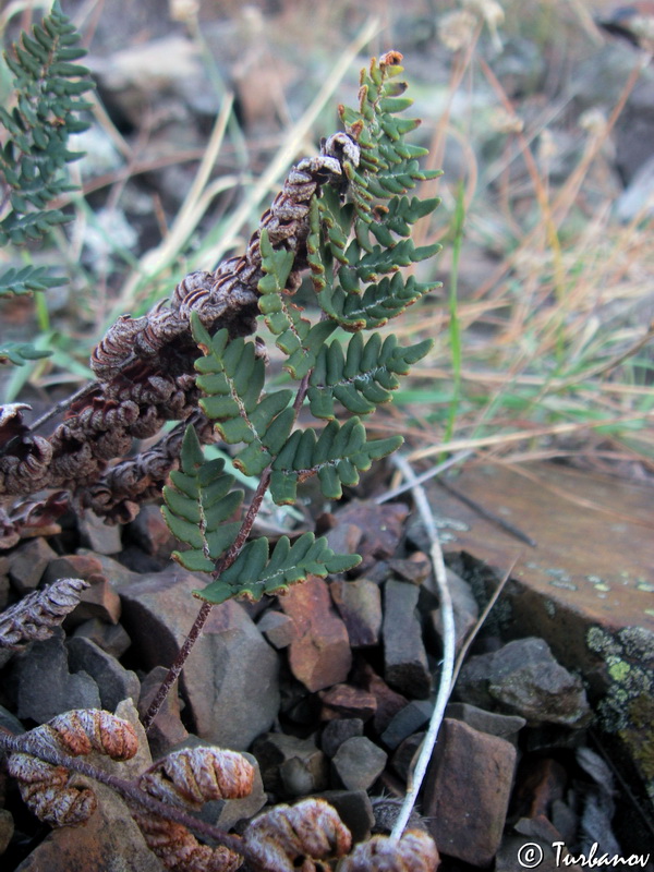 Изображение особи Paragymnopteris marantae.